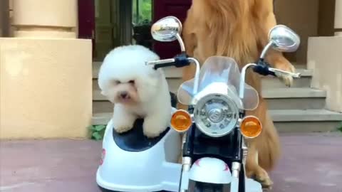 Puppy takes girlfriend for a ride in luxury car