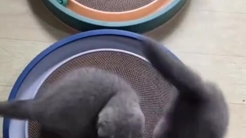 the playful kittens