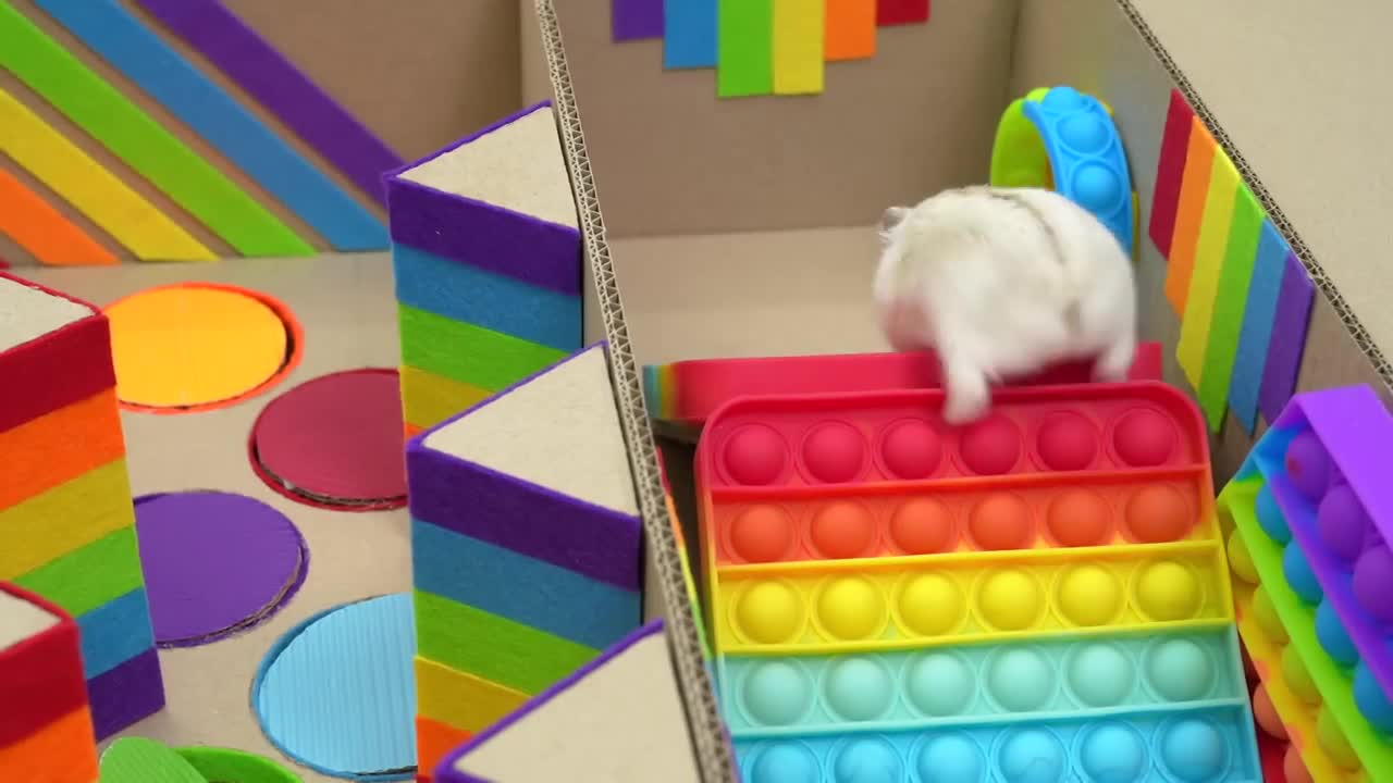 🐹 Hamster Escapes the Pop It Maze for Pets in real life 🐹 Homura Ham-18