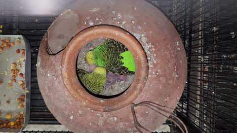 Rio Blue Ollie Meet For The First Time - Holland Budgies Breeding Progress