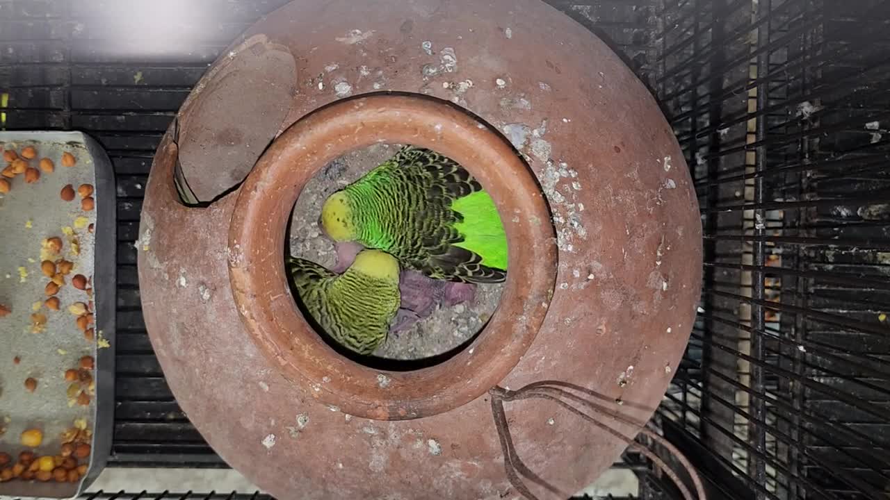 Rio Blue Ollie Meet For The First Time - Holland Budgies Breeding Progress