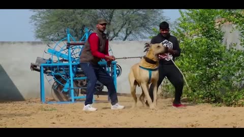 #Shorts Pakistani PITBULL Bully Dog 2021 👿 Pak Bully Dog Fight World Champion Pak Bully