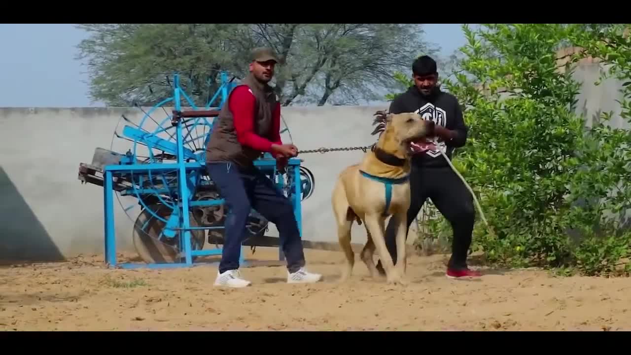#Shorts Pakistani PITBULL Bully Dog 2021 👿 Pak Bully Dog Fight World Champion Pak Bully