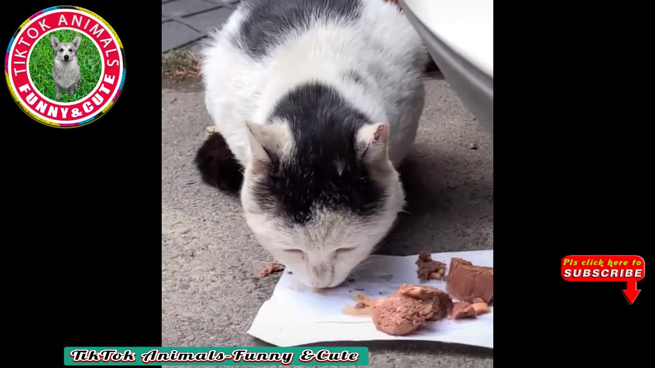 🐱TikTok Animals-Funny and Cute -Cat Video #08 || Animals-Funny and Cute Channel.
