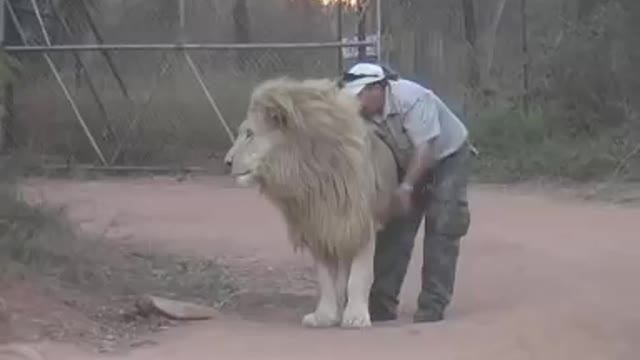 Lion attacks on human |dangerous lion