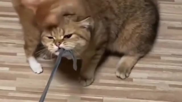 funny animals video