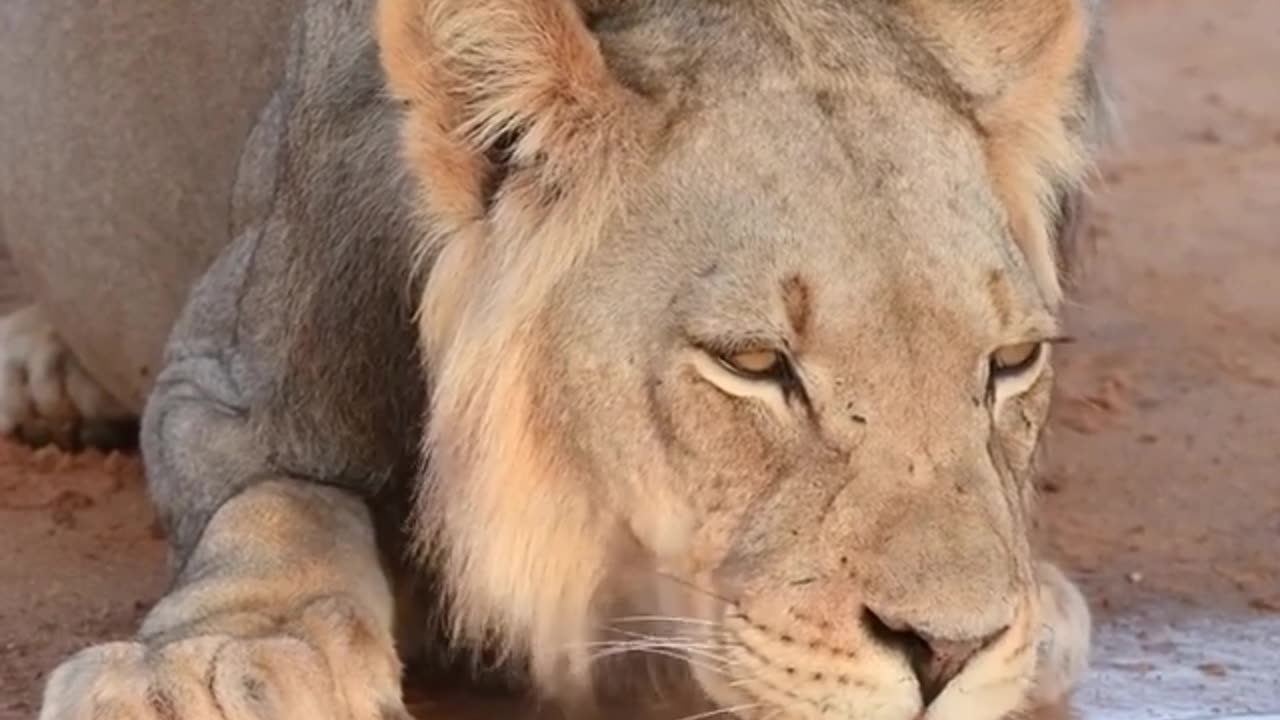 Lion 🦁 is drinking water