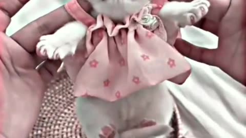 cute cat video #cat #catfancy #cutecat #nicecat #shorts #cat #cats #dog #puppy #catlover