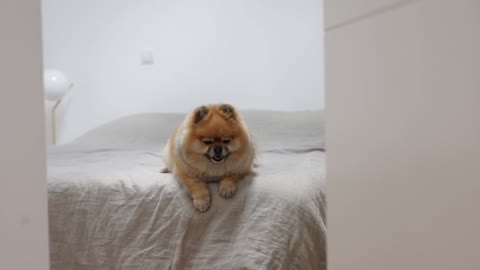 Funny dog sitting on bed videos 🤣