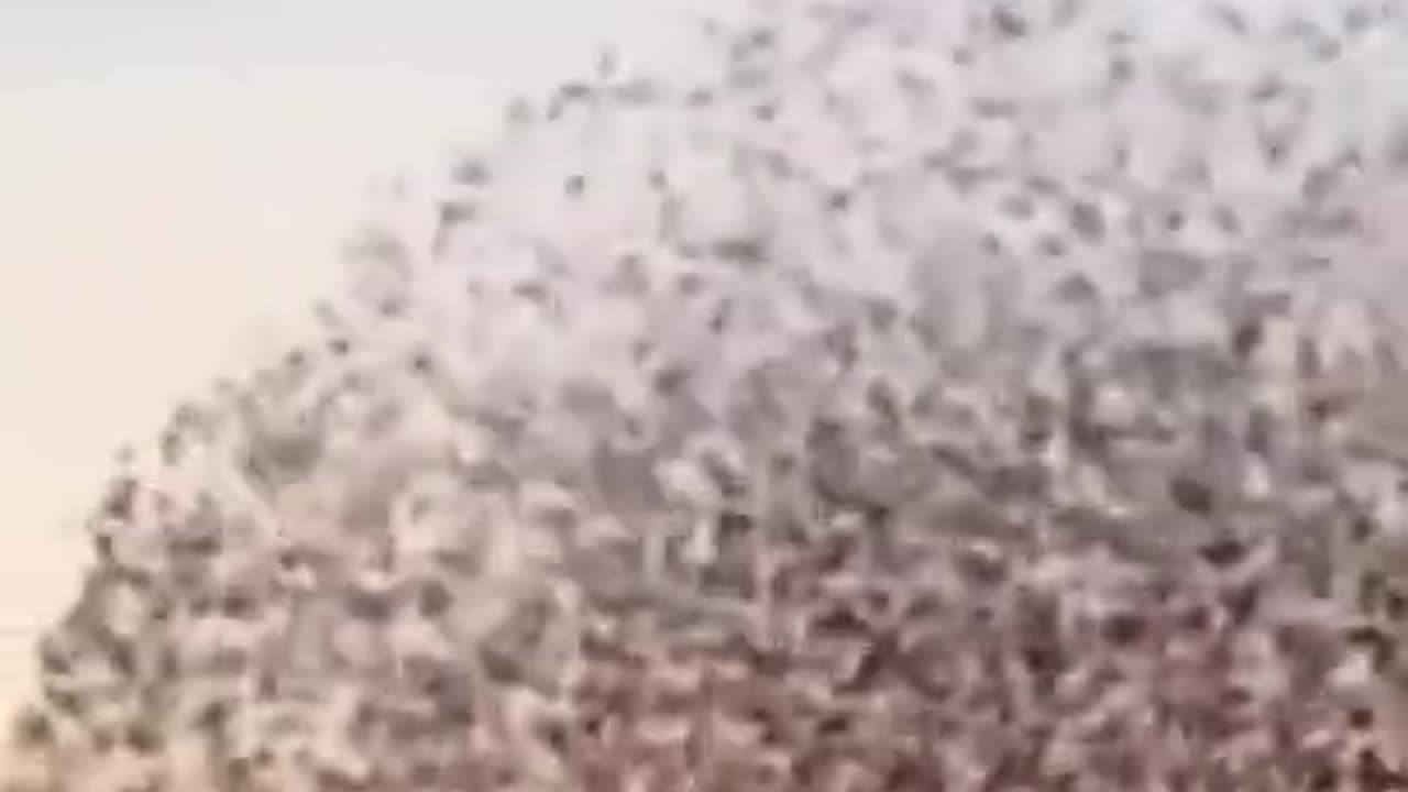 Amazing feats of thousands of birds in the air #shorts #viral #shortsvideo #video