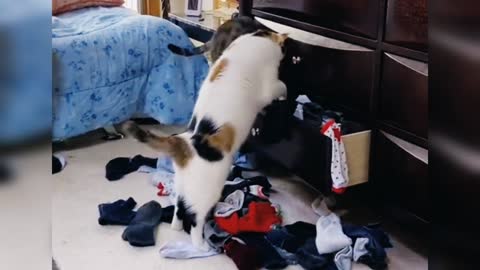 Mencari kaus kaki biru itu..