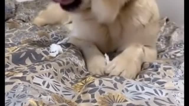 🤣 Funniest 🐶 Dog - Awesome Funny Pet Animals Videos 😇 #short