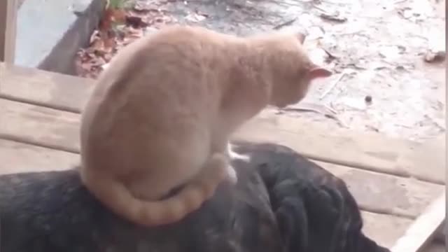 Doggo gets a massage from catto