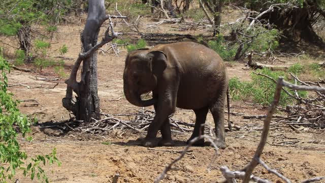 elephant walking