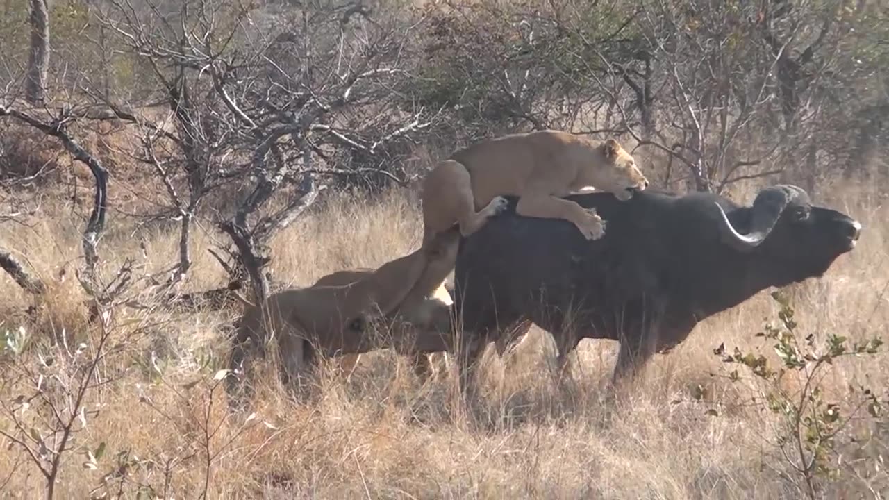 3 Lions Bring Down Buffalo In Epic Battle Not For Sensitive Viewers