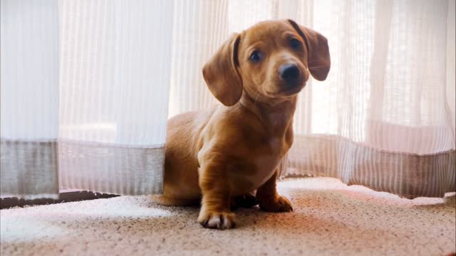 cute dog videos short leg dog