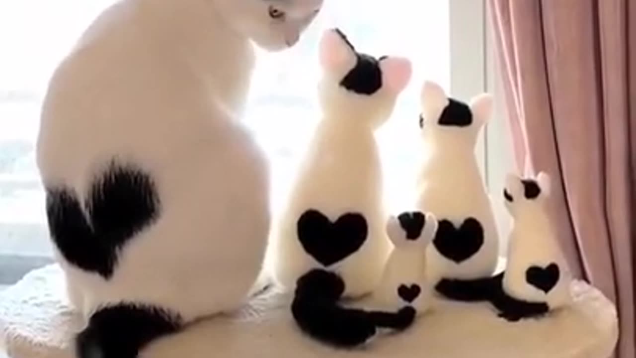 OMG Lovely Cute Cats Family Funny Cats Cute Cats Videos