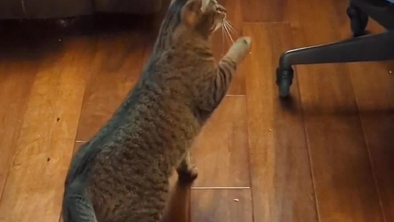 Cat vs coat hanger