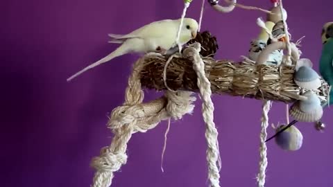 Budgies and Cockatiel Birds Playing and Feeding