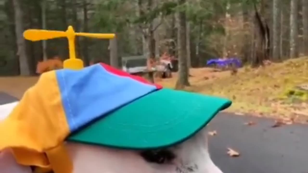 Try not to Laugh. Funny Video