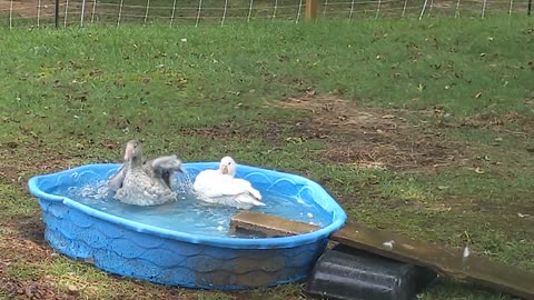 Geese Time in the Pool