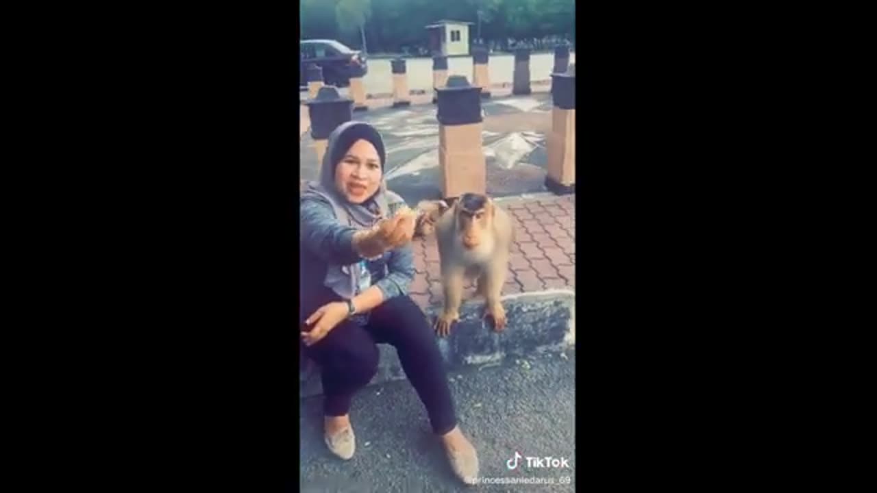 FUNNY ANIMAL VIDEO