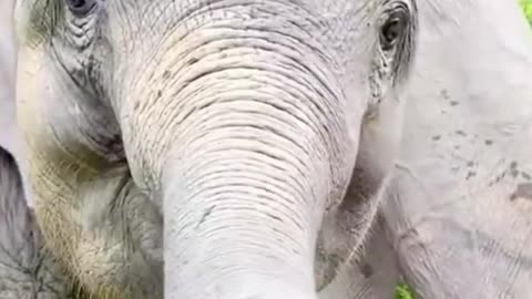 An elephant's trunk is really flexible, don't you think? Their noses are their hands