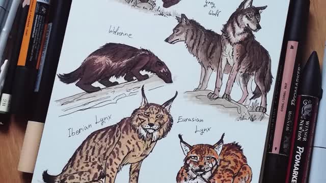 European Carnivores - sketchbook