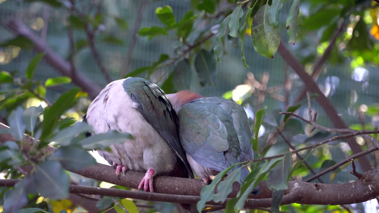 CatTV: Just some random Green Birds!
