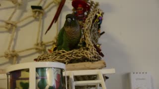 Parrot Dances to Cardi B Rap Music