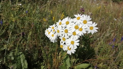 Dancing flowers in a strong wind.