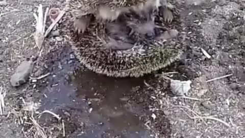 Ball Became Animal by Pouring Water