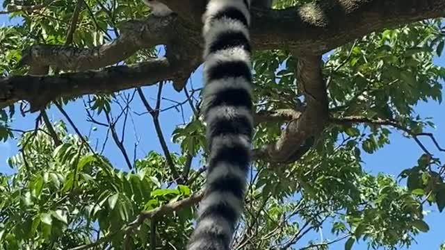 The lemur