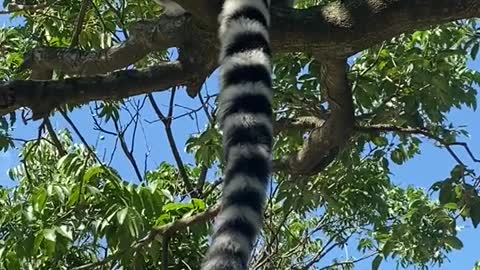 The lemur