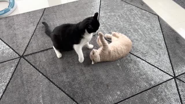 Kitten Wiggles Butt Before Pouncing