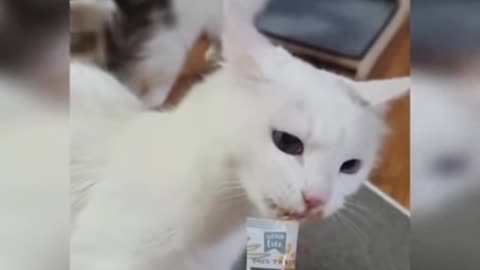 Funny Cat 😺😺