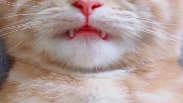 Animals funny video: home has sprout spoil: pet into essence