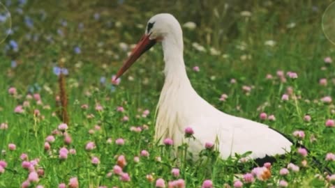 white heron