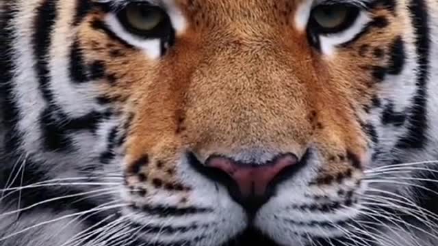 Animal Tiger