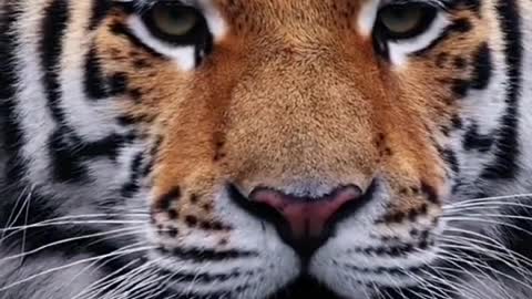 Animal Tiger