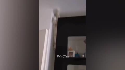 Funny cats and dogs