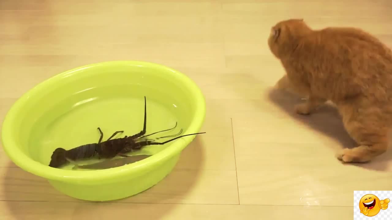 Japanese cat funny video of 2023||funny videos