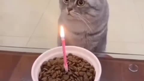 Cat Birthday 🎂