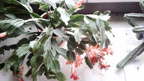 zioła na choroby serca