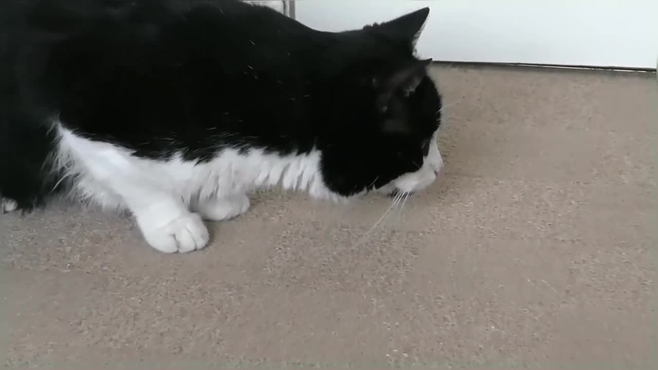 Cat Reacts To Giant Spider (RC)