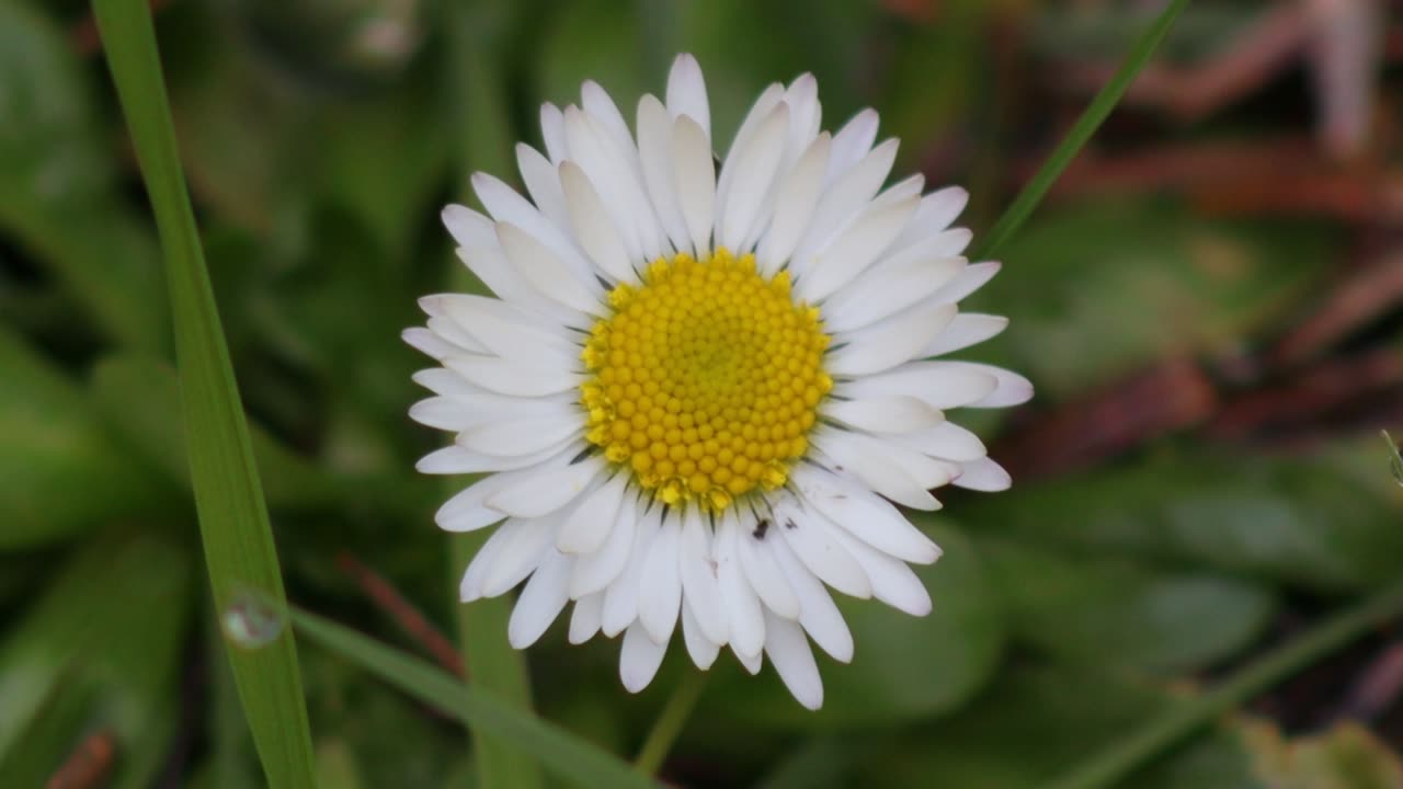 English Daisy