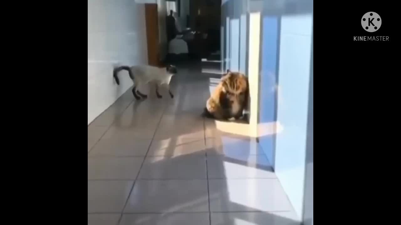 Cat vs Cat funny video