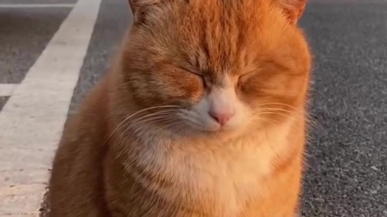 Cute Cats & Funny Cats 😍😍😅😅 #shorts #reels #cats #viral #mmvcats