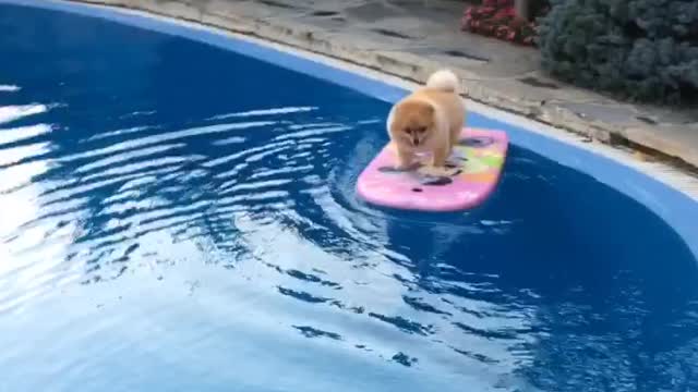 Shila the surfing pom