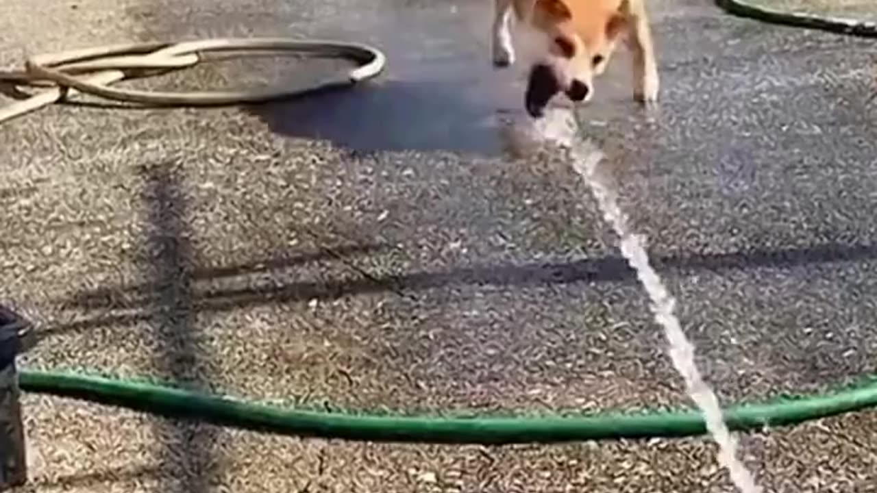 Funny pets